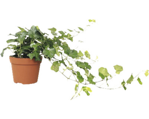 Groene klimop FloraSelf Hedera helix H ca. 20 cm Ø 13 cm pot