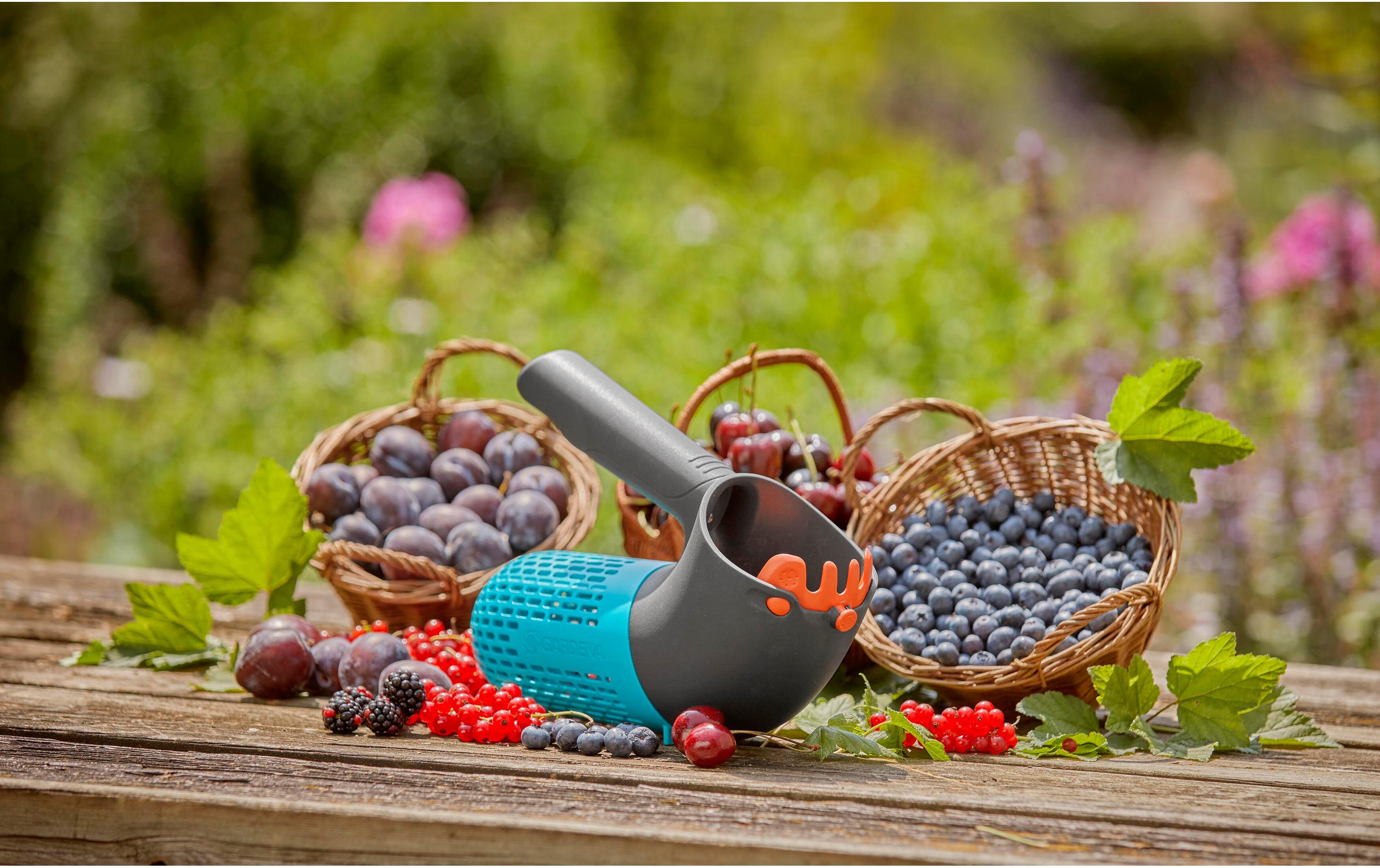 Combisystem-BeerensammlerErntehelfer für Beeren und Steinfrüchte