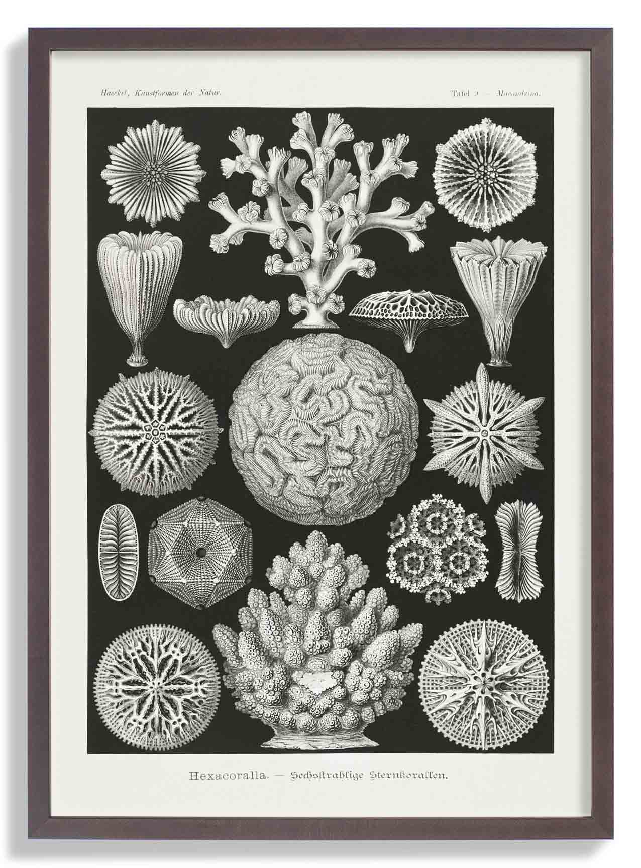 Hexacoralla II von Ernst Haeckel
