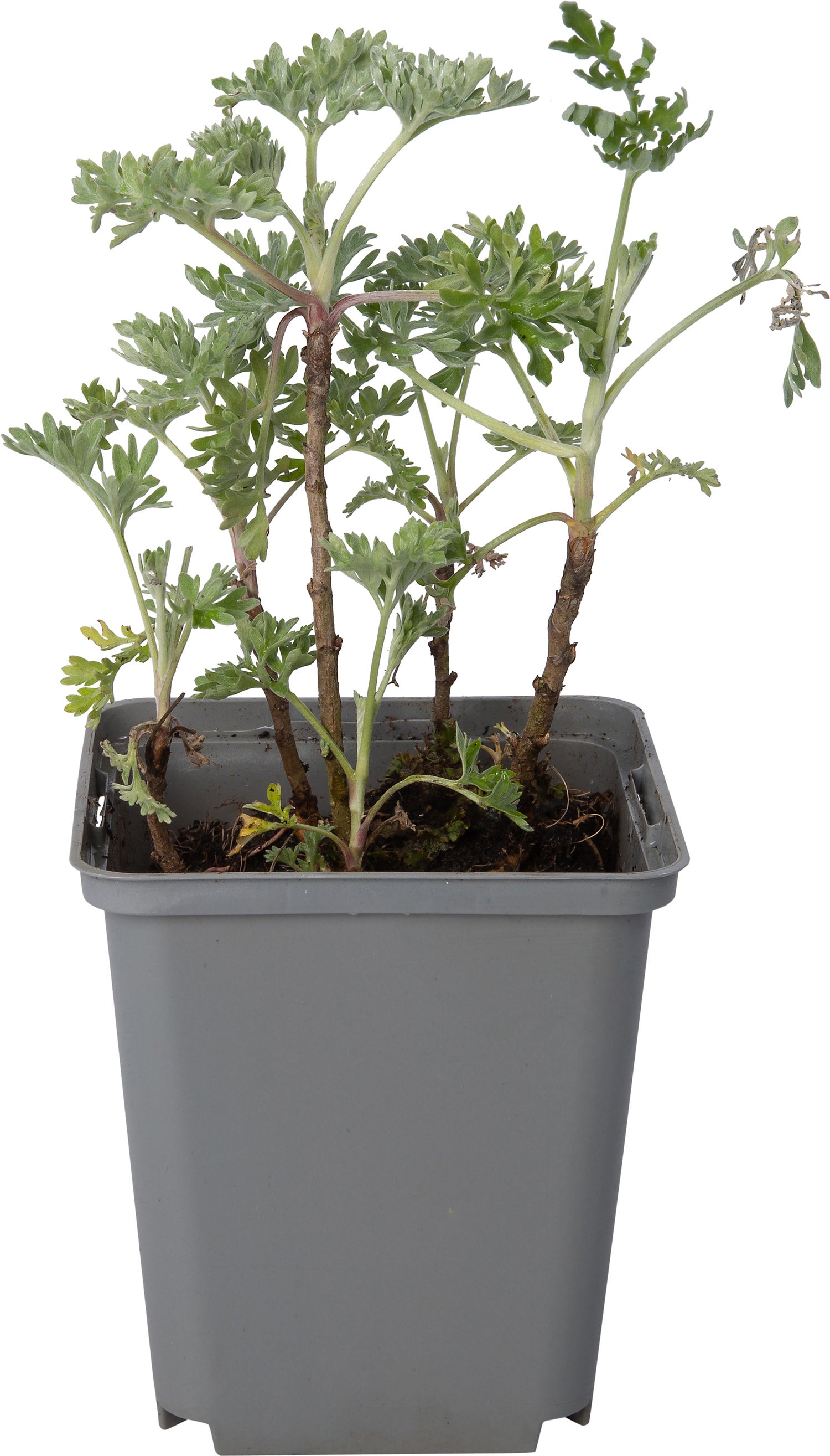 Absint (Artemisia absinthium) D 9 H 10 cm