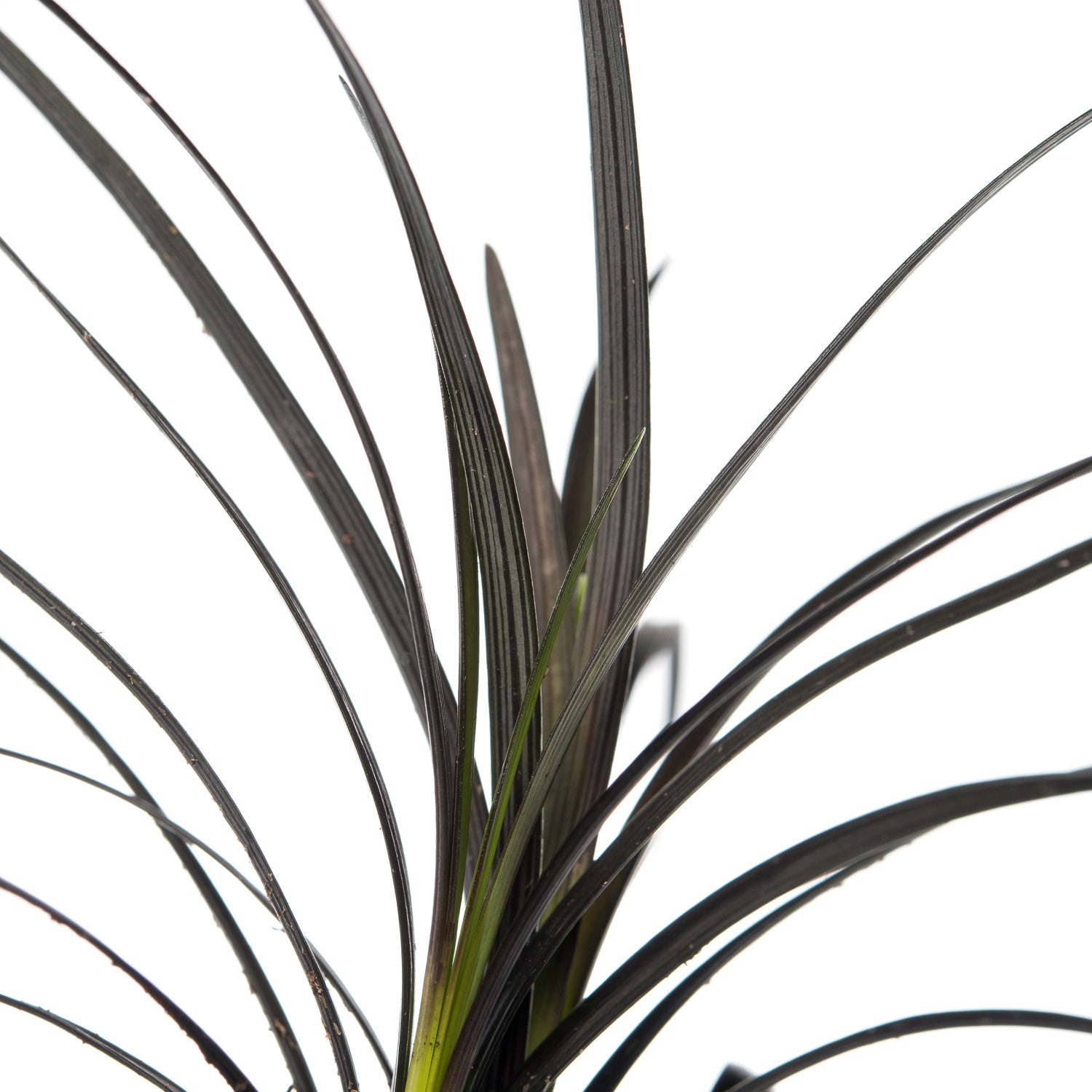 Slangenbaard (Ophiopogon planiscapus 'Niger') D 11 H 10 cm