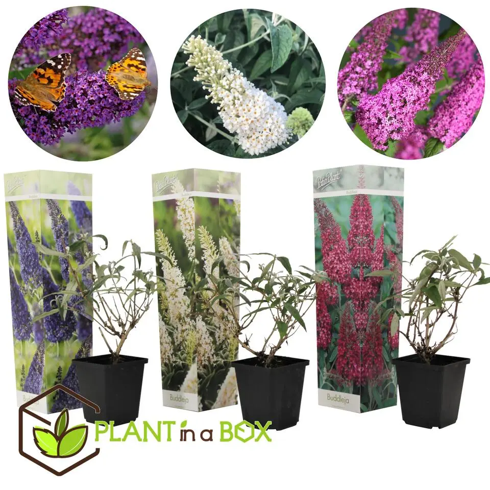 Vlinderstruik - Set van 3 - Buddleja davidii - Hoogte 25-40cm - ⌀9cm