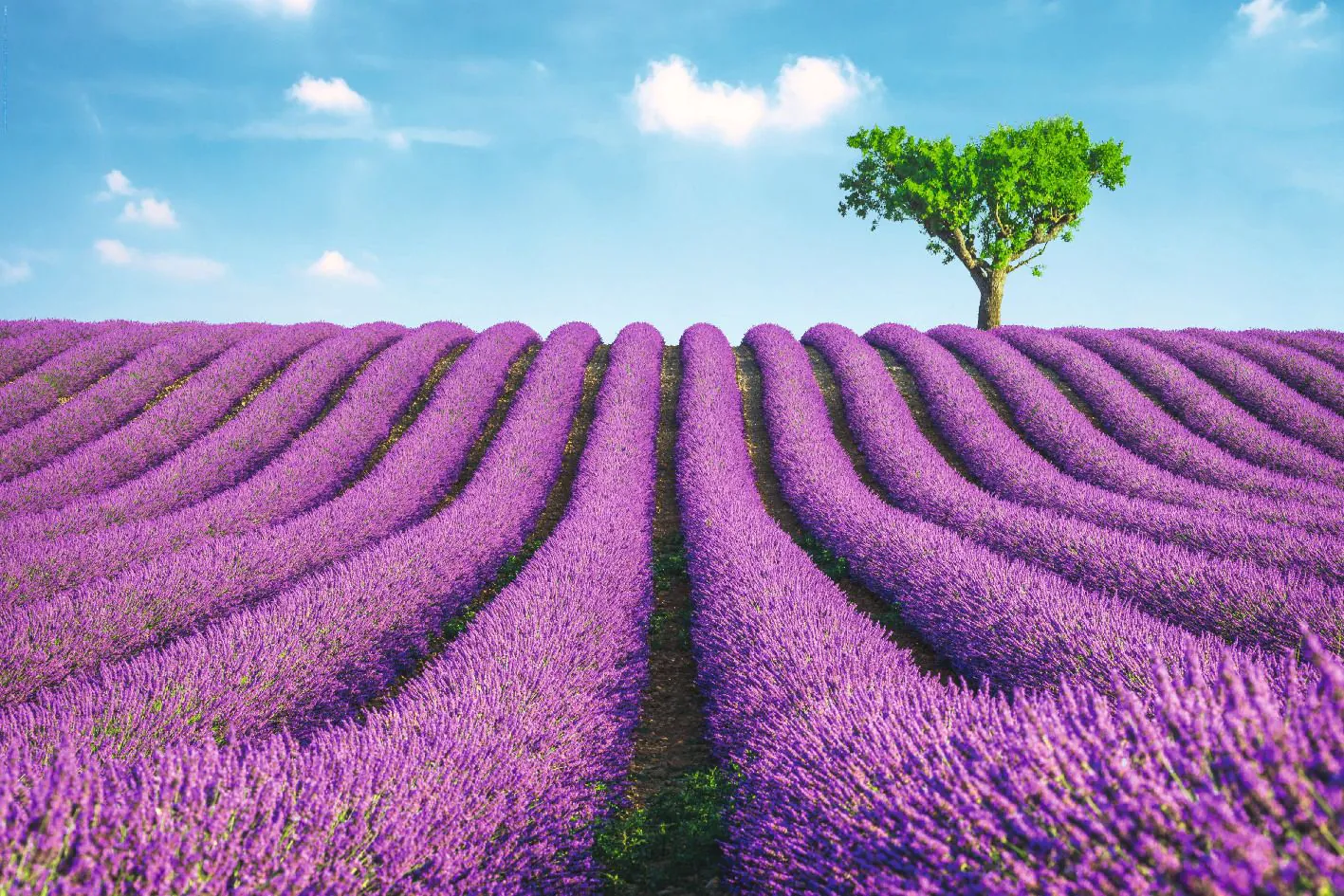 Poster Lavendel Feld, 61 x 91 cm