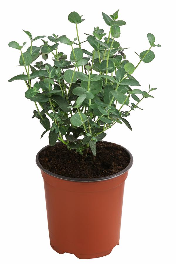 Eukalyptus, Busch