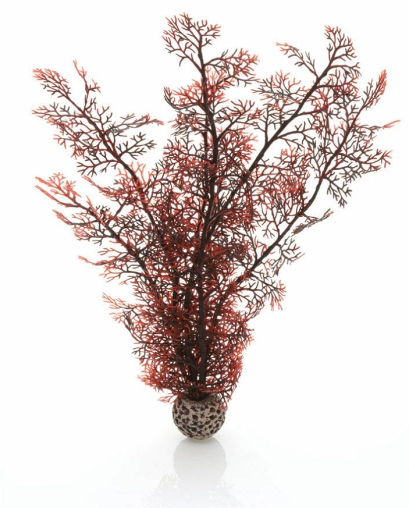 Sea fan crimson large 38cm | decoratie biOrb