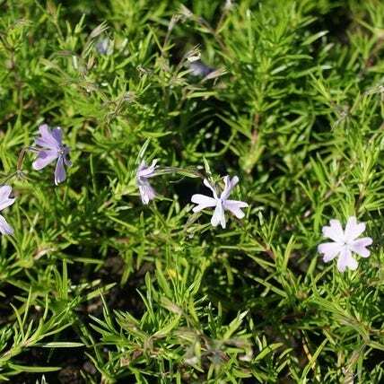 Kruipphlox (phlox subulata 'Atropurpurea') D 9 H 10 cm