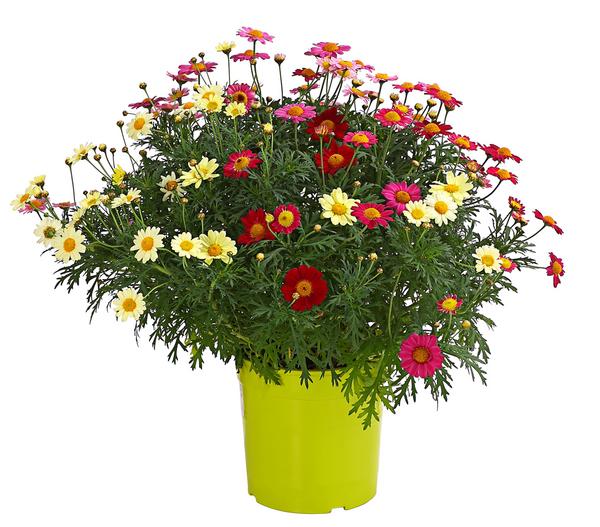 Margeriten-Trio