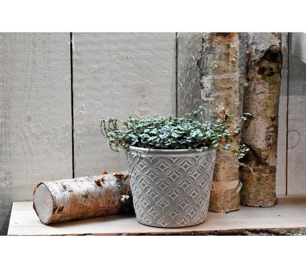 Kanonierblume - Pilea glauca