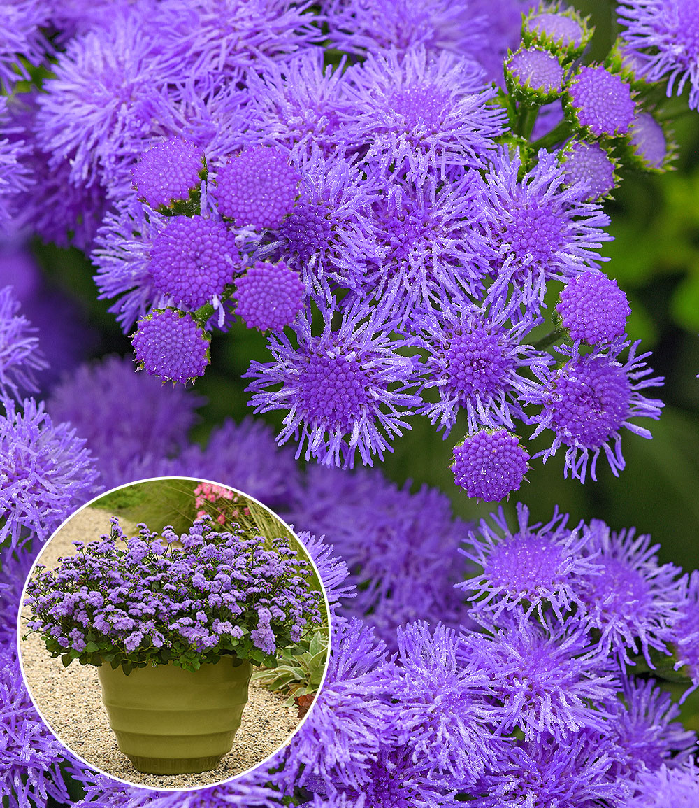 Ageratum 'Monarch Magic®'