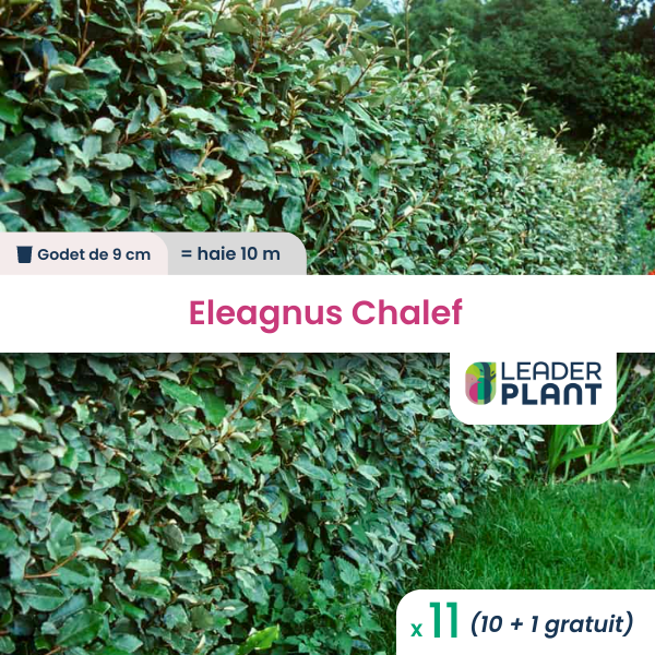 11 x eleagnus ebbingei, chalef en godet