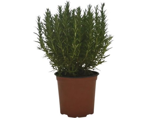 Rozemarijn FloraSelf Rosmarinus officinalis Ø 14 cm pot
