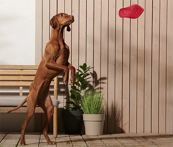 Hunde-Wurfscheibe