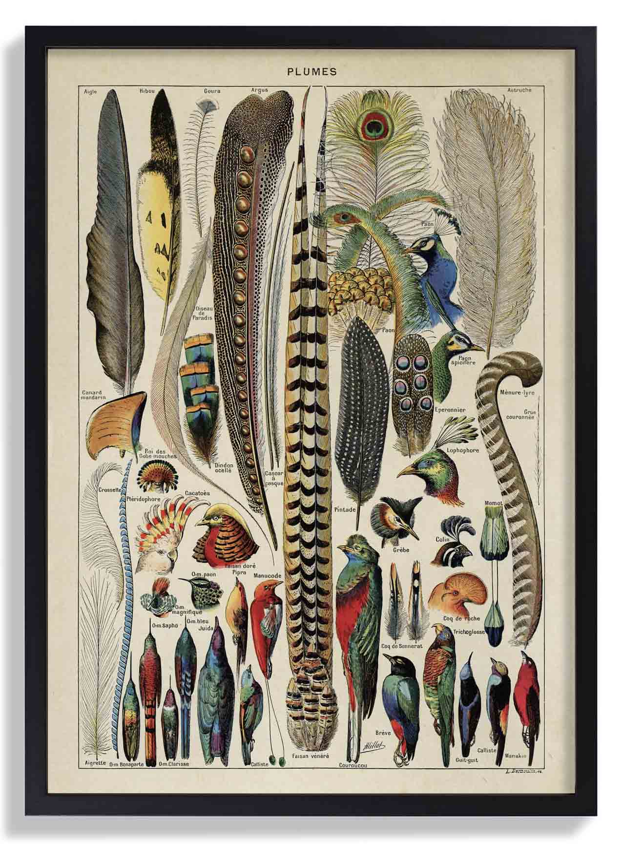 Vogelfedern Vintage