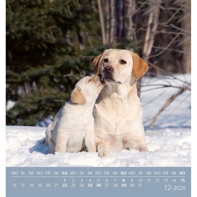 Postkartenkalender - Hunde - 2024