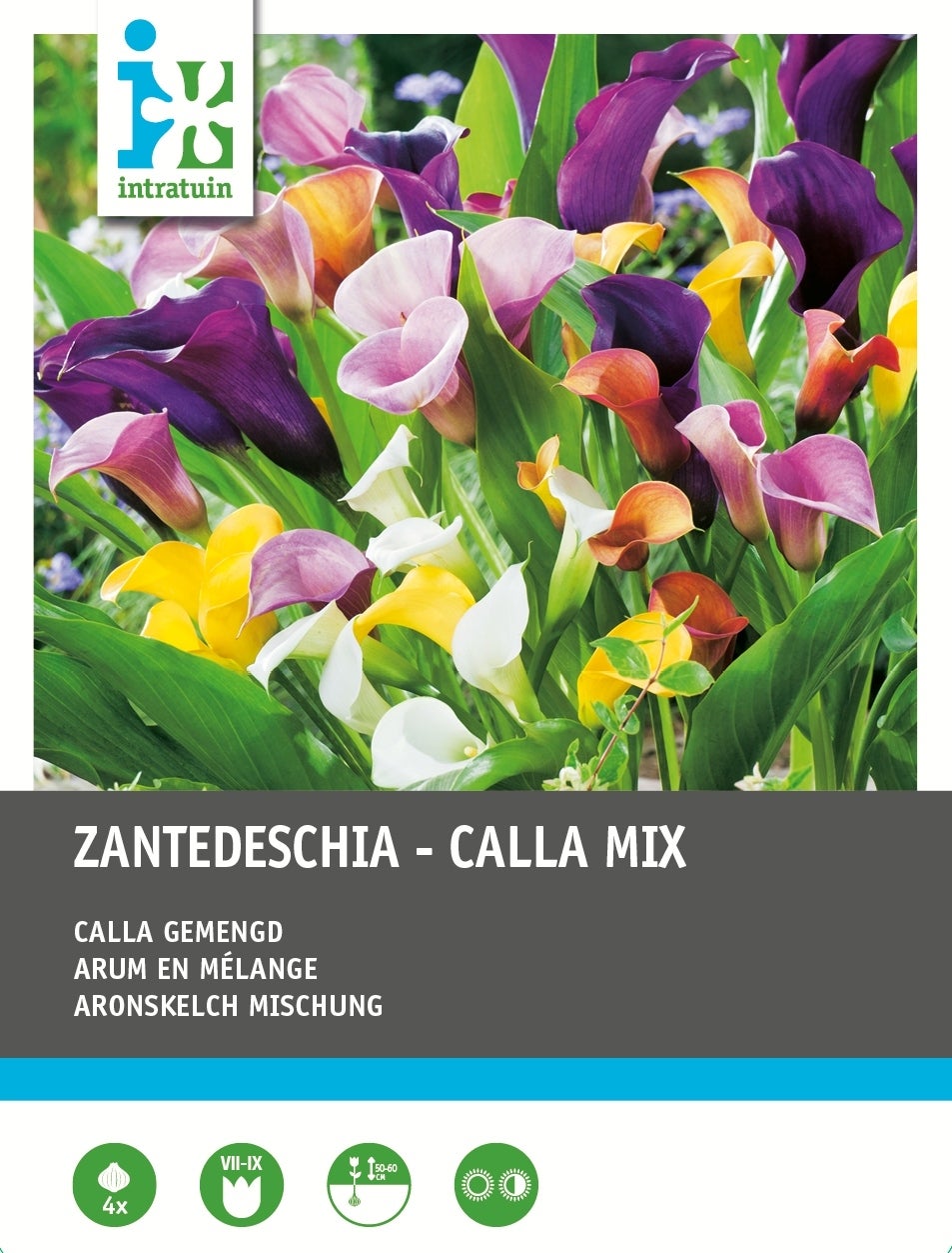 Intratuin Calla knol (Zantedeschia) mix 4 stuks