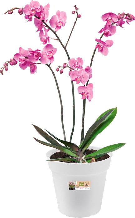 Elho bloempot Green Basics transparant D 17 H 15,8 cm