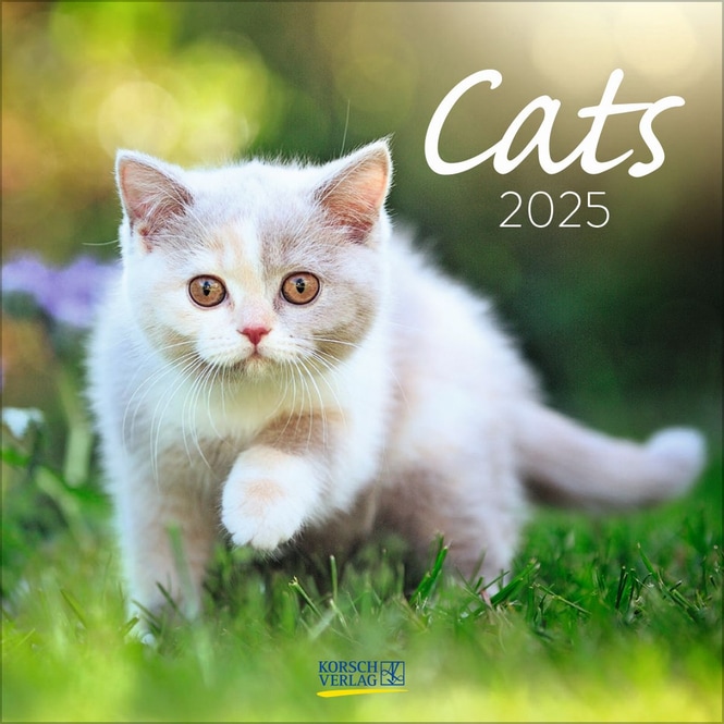 Kalender - 2025 - Cats