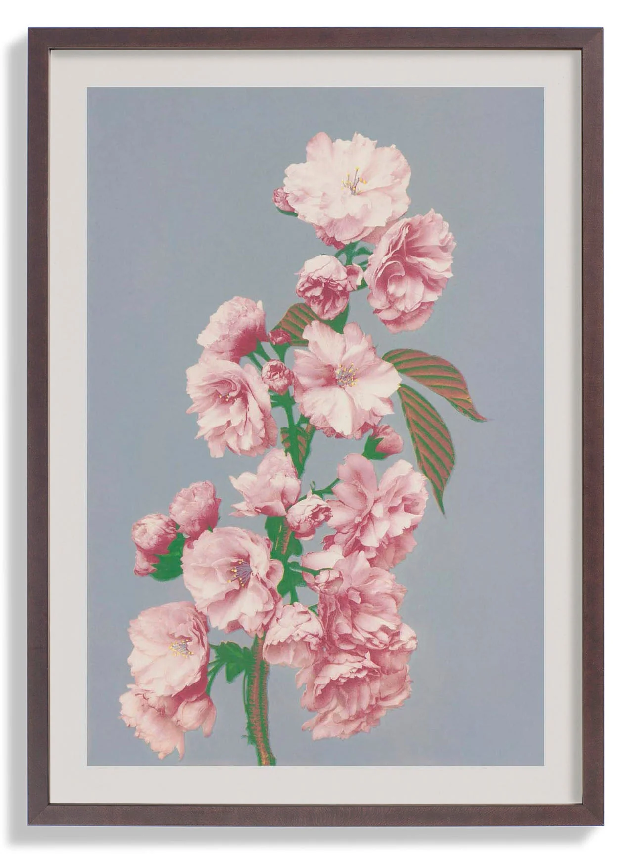 Kirschblüte von Ogawa Kazumasa