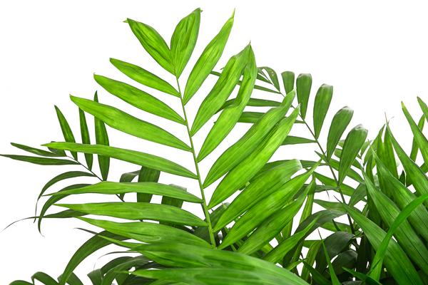 Bergpalme - Chamaedorea elegans, Hydrokultur