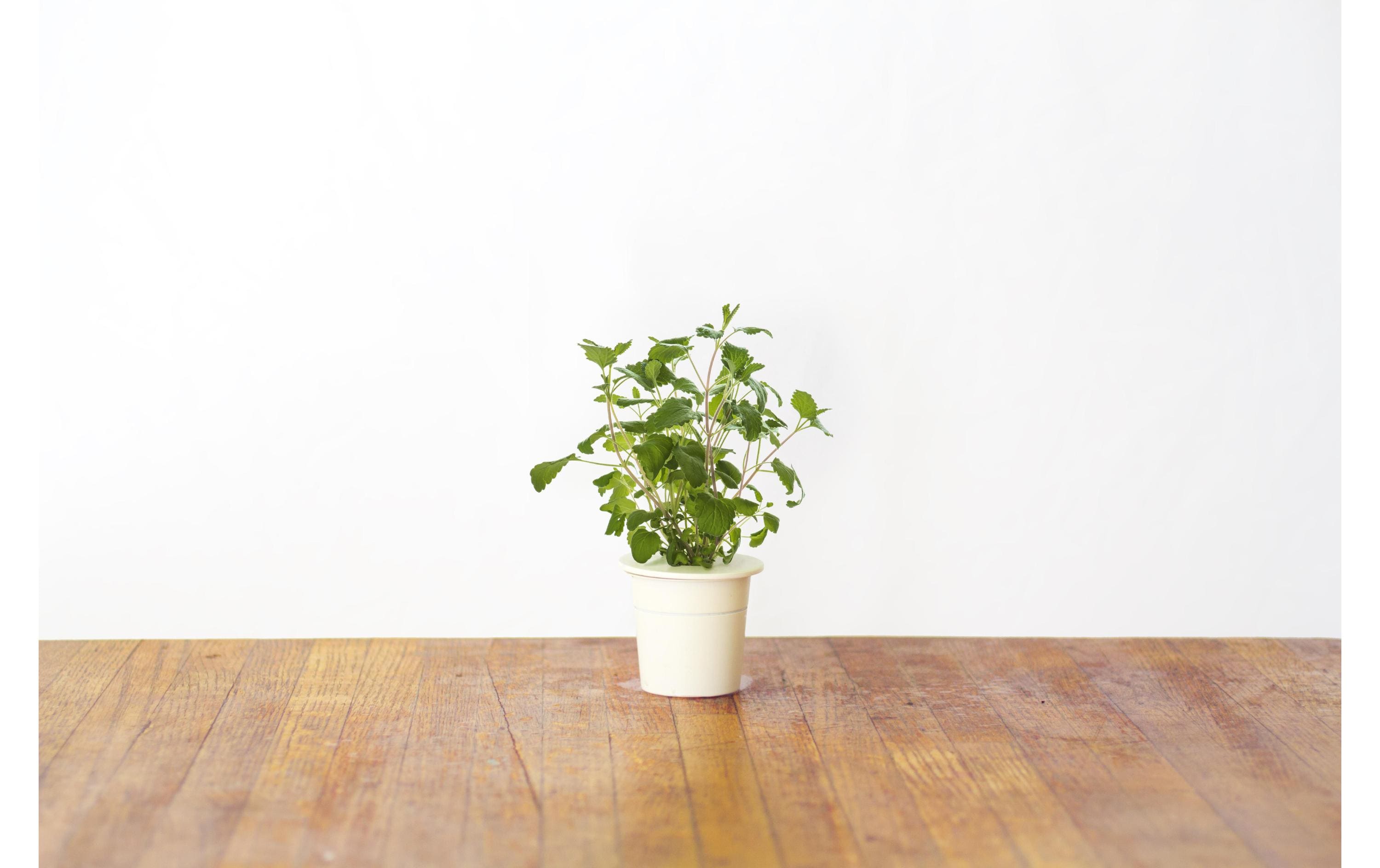 Samen KatzenminzeNachfüllpackung zum Smart Herb Garden