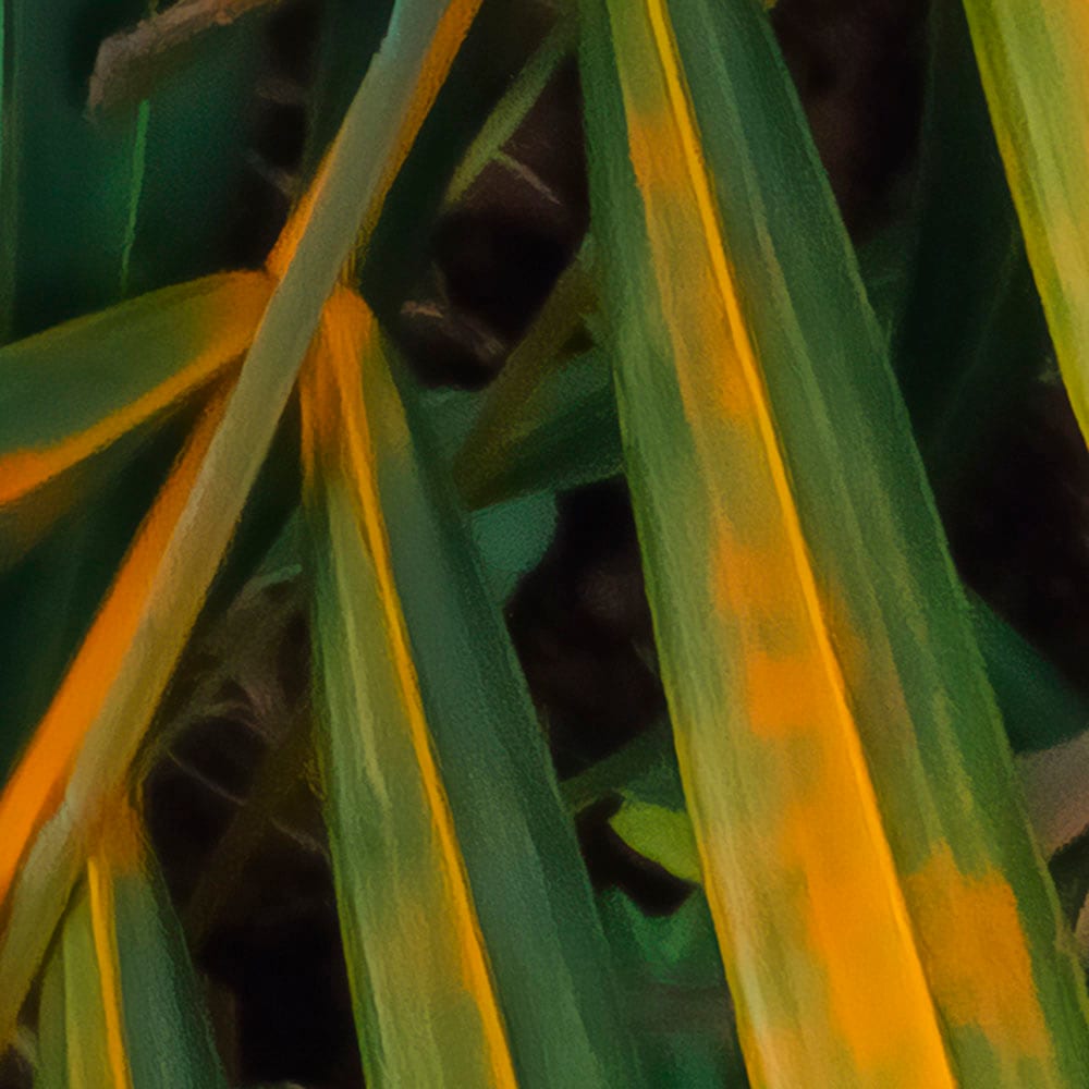 Komar Fototapete »Digitaldruck Vlies -  Amazon Fern - Grösse 400 x 250 cm« bedruckt glatt Wohnzimmer, Schlafzimmer