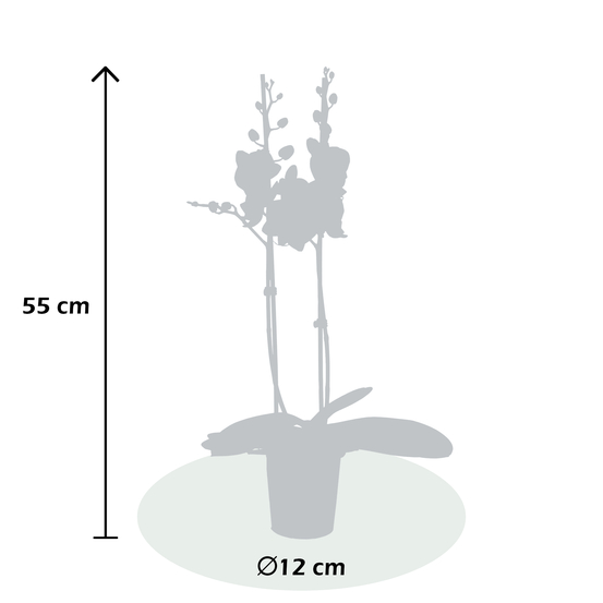 PHALAENOPSIS ALADIN 2 TIGES D12 H55