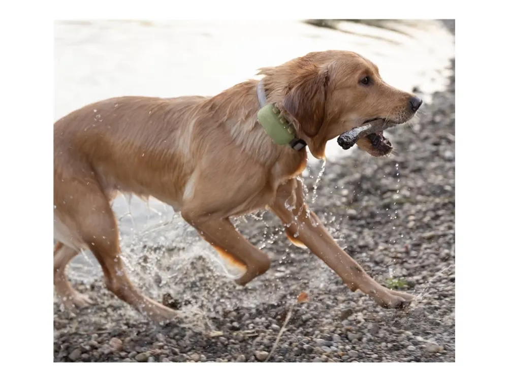 Tractive GPS DOG XL - Green - Abonnement i app
