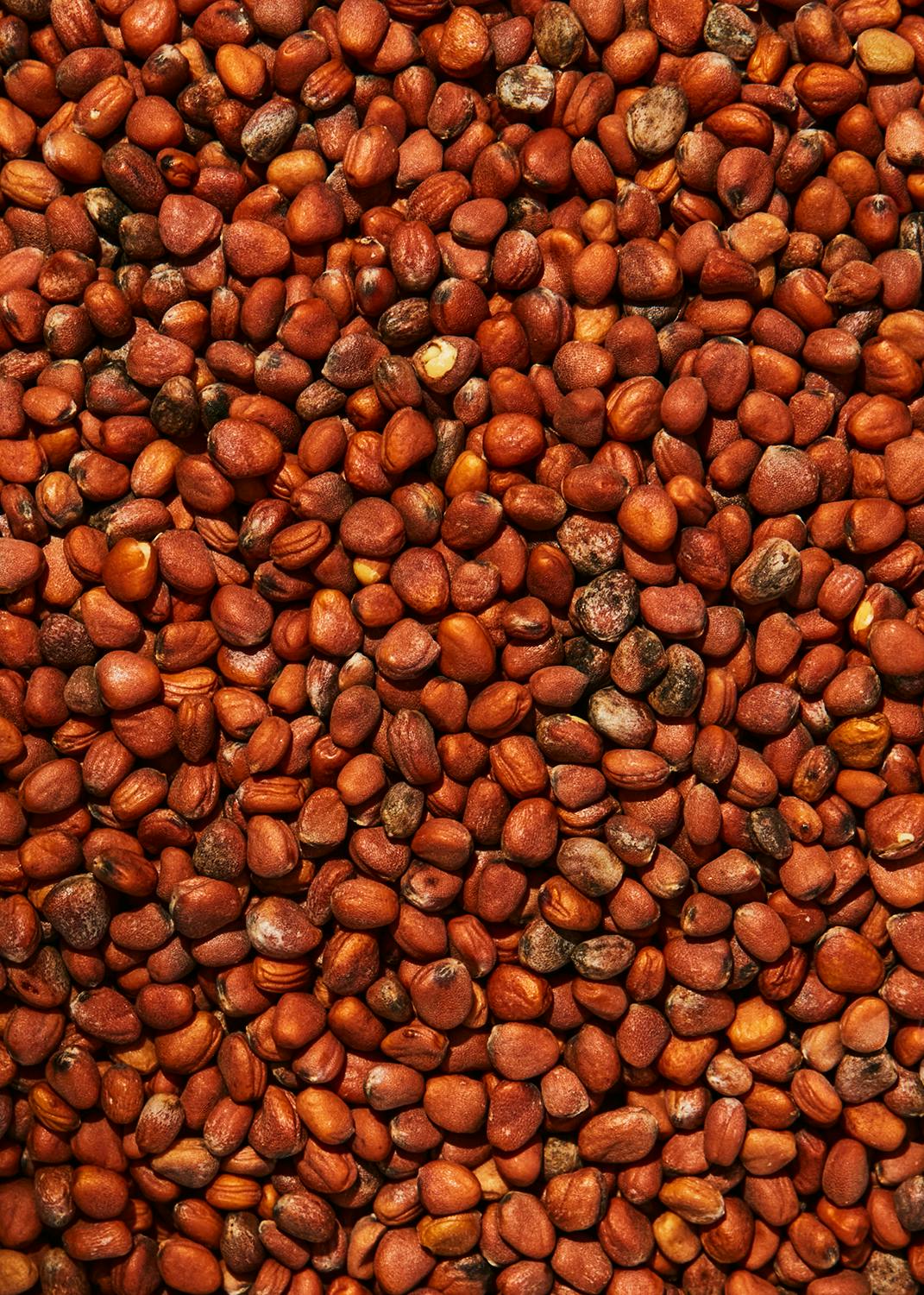 Bio Radieschen Samen 1 kg