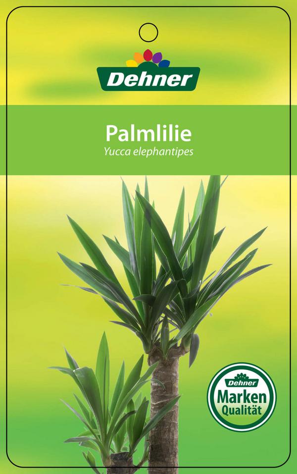 Yucca-Palme - Yucca elephantipes, verzweigt