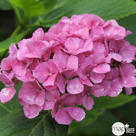 Hydrangea macrophylla ' Red Baron ' : conteneur 5 litres