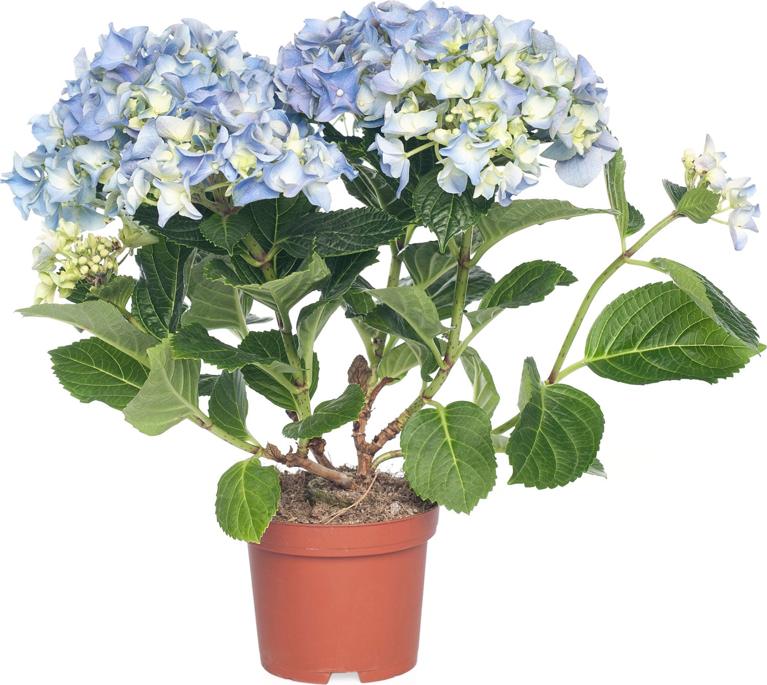 Hortensia (Hydrangea macrophylla) blauw D 10 H 20 cm