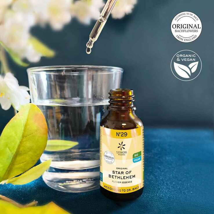 Bachblüte No.29 Star of Bethlehem Bio, 20 ml