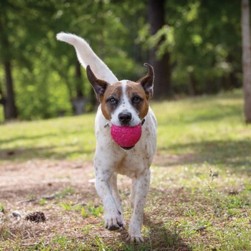 Bola rosa para cachorro