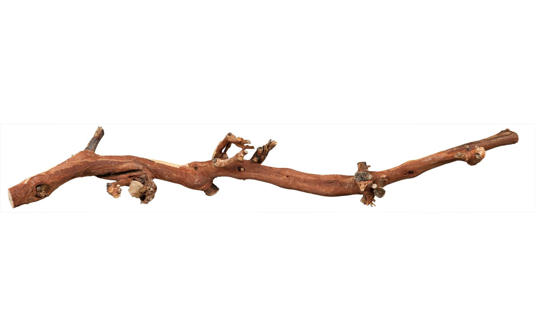 Weinrebenwurzel L wassergestrahlt, 40 - 60 cmWeinrebe für einen natürlichen Lebensraum