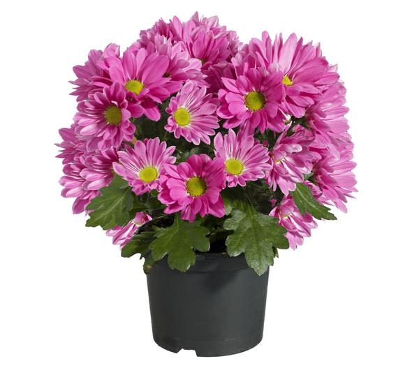 Topf-Chrysantheme, verschiedene Farben