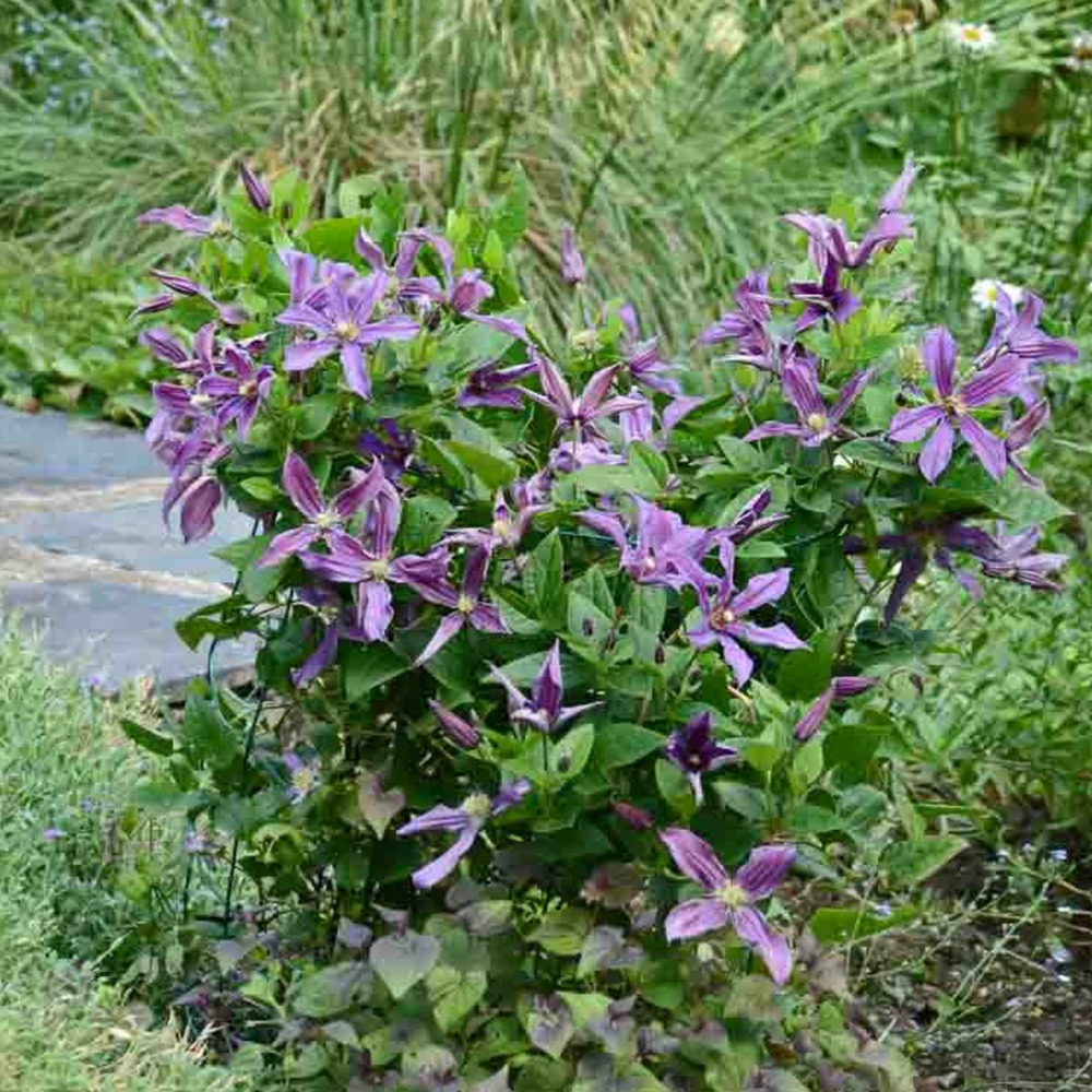 Clématite integrifolia saphyra® estrella 'cleminov27'/clematis integrifolia saphyra® estrella 'cleminov27'[-]godet - 5/20 cm
