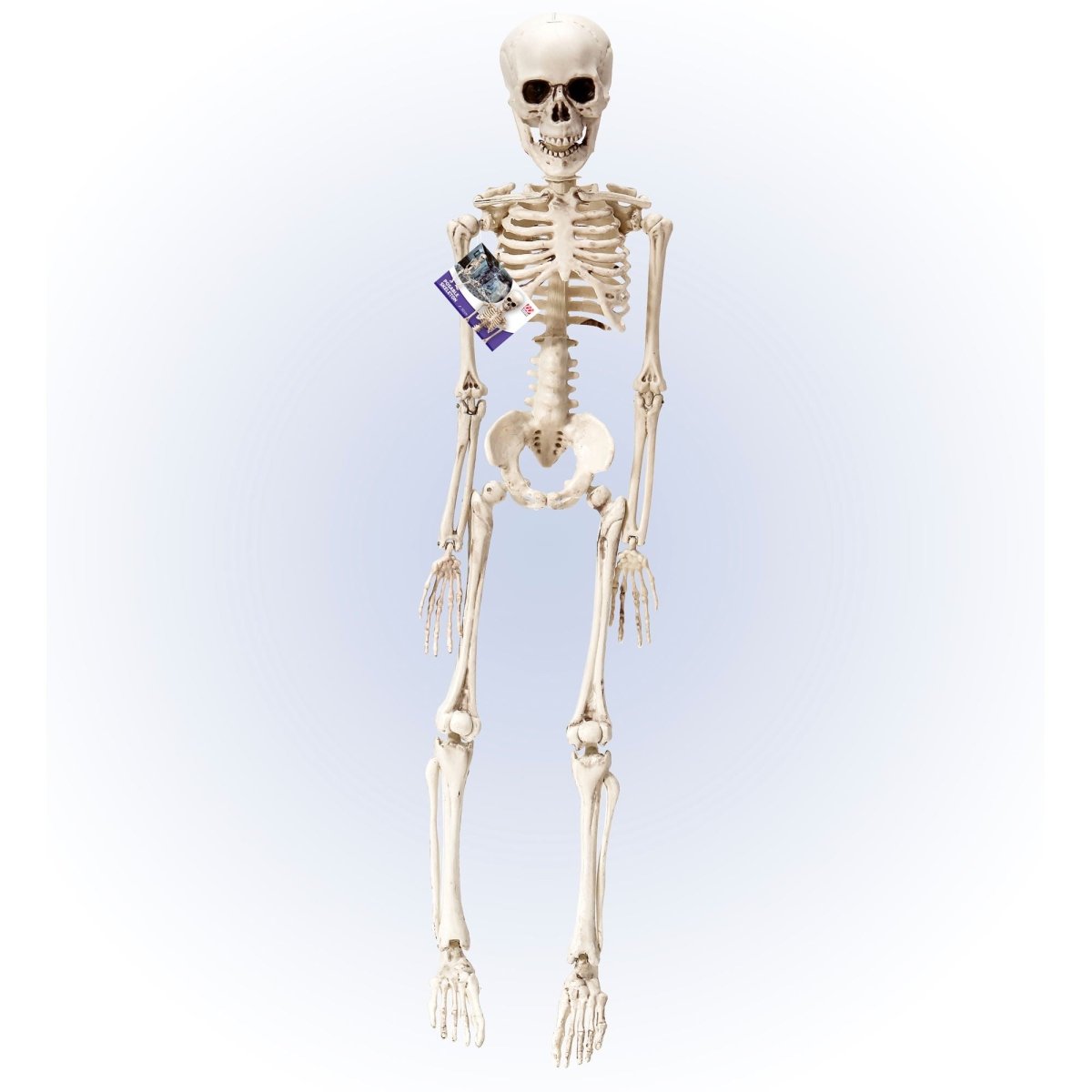 Halloween Skelet Wit 50cm