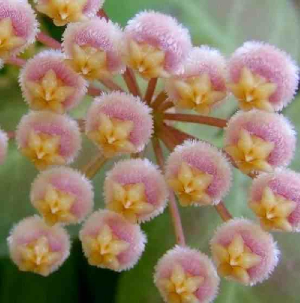 Hoya obscura (fleur de porcelaine, fleur de cire) rose - taille pot de 2 litres - 20/40 cm