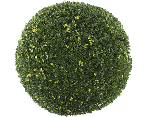 Buxusbol (Buxus sempervirens), diameter ca. 2,5 cm 70cm, CO35 L