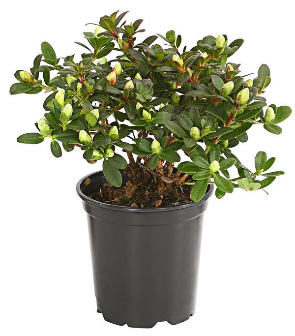 Zwerg-Rhododendron