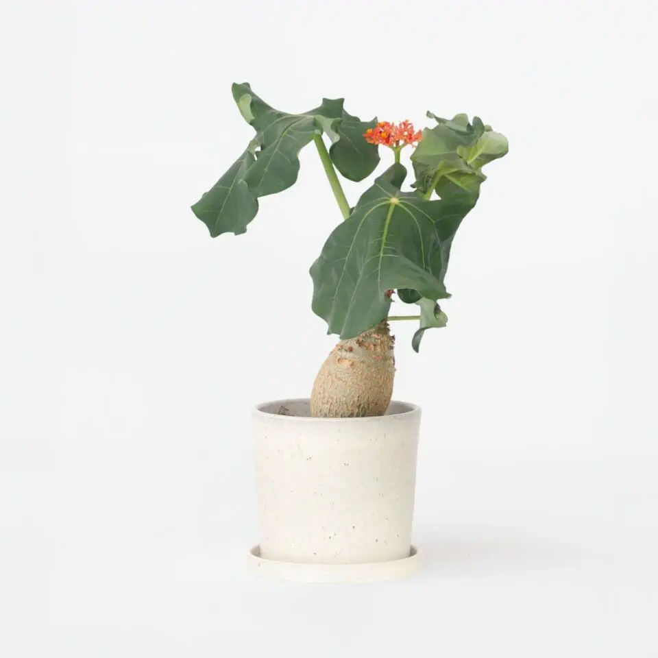 Koraalplant - Jatropha podagrica - Hoogte 25-45cm - ⌀13cm