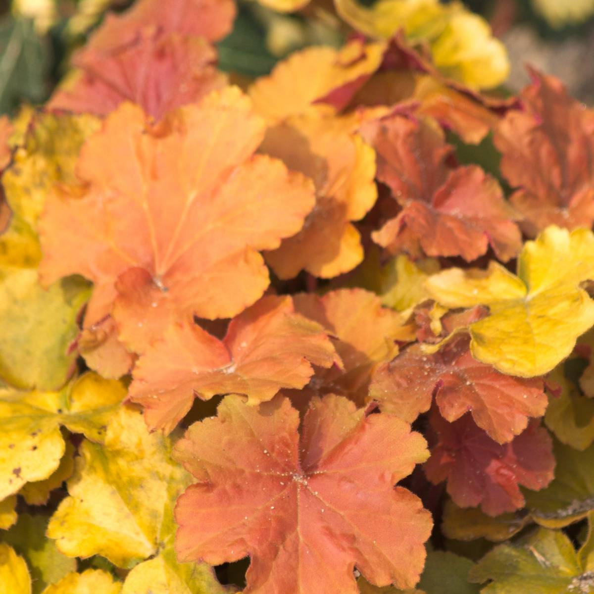 Heuchere x marmalade®/heuchera x marmalade®[-]godet - 5/10 cm