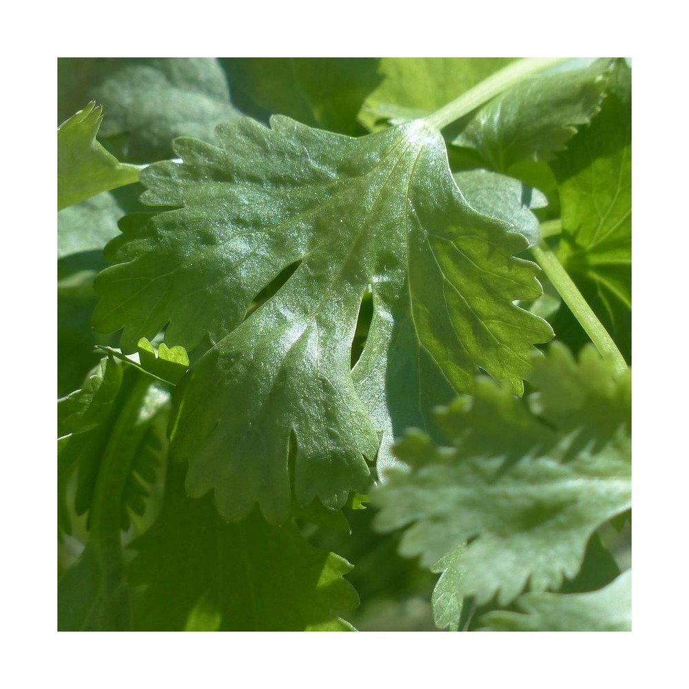 Graines de coriandre/coriandrum sativum[-]présemée