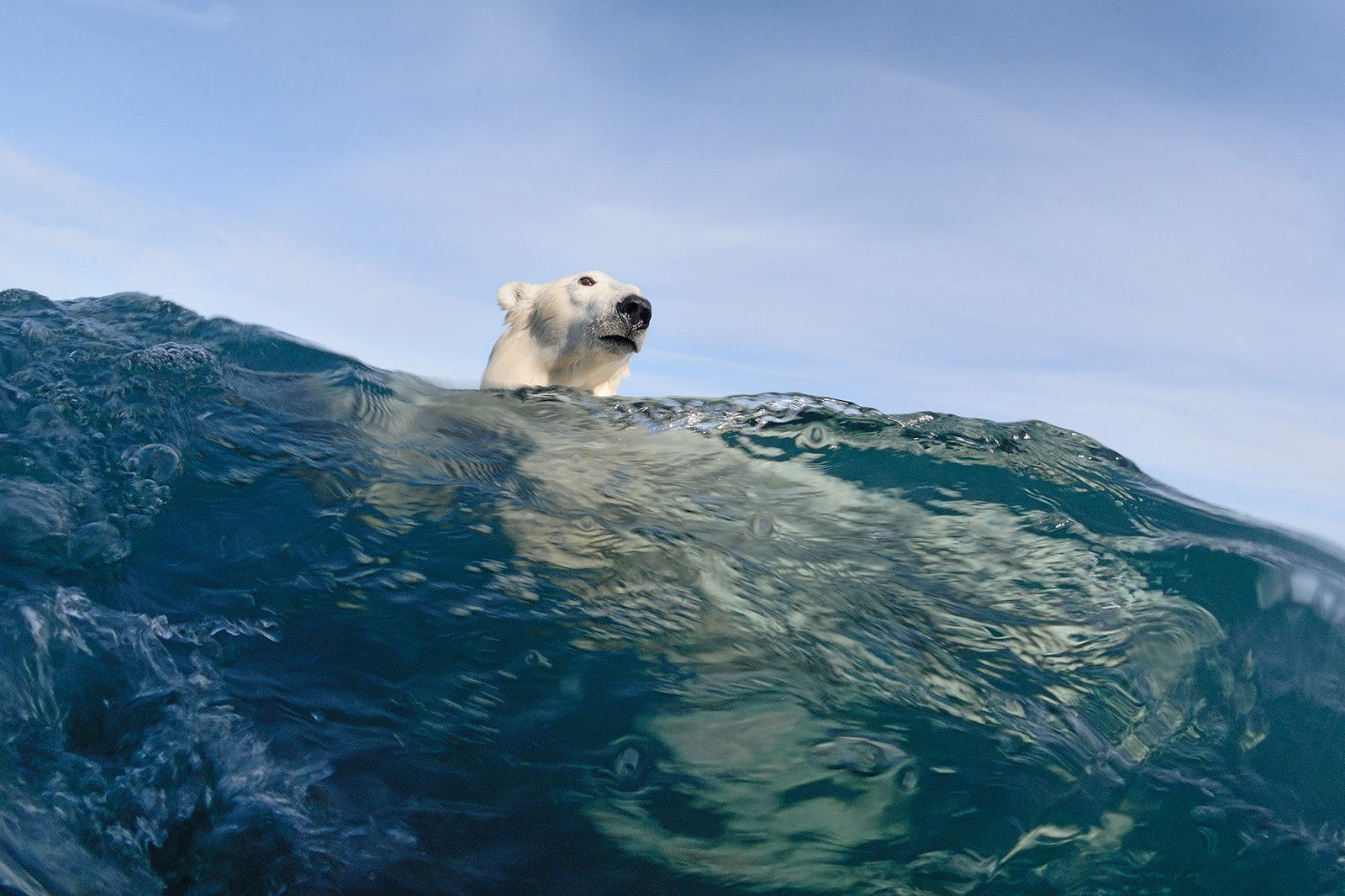 Polar Bear Reflections by Joe Bunni - Limited Edition. Edition of: 200. Signed.