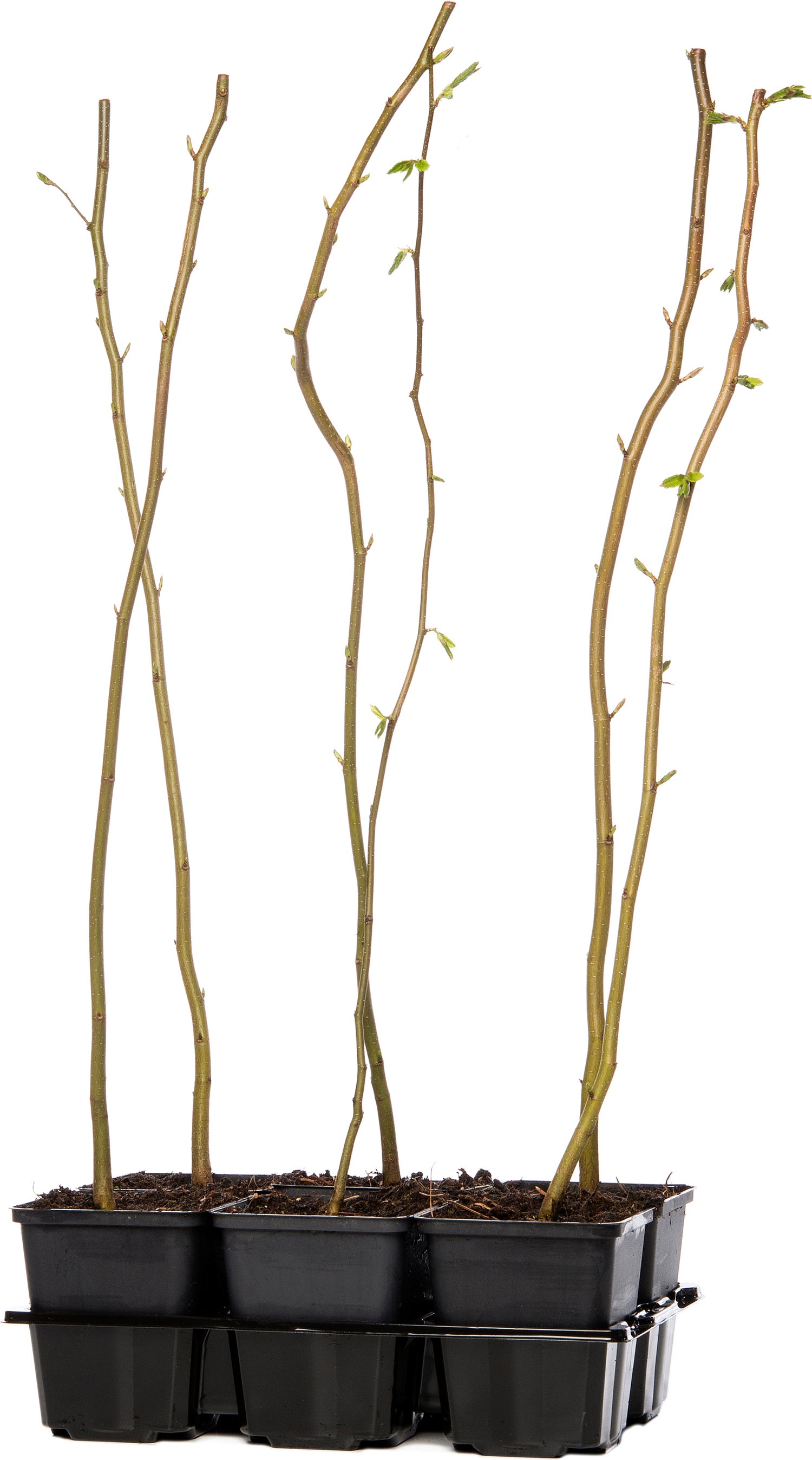 Haagbeuk (Carpinus betulus) D 9 H 60 cm
