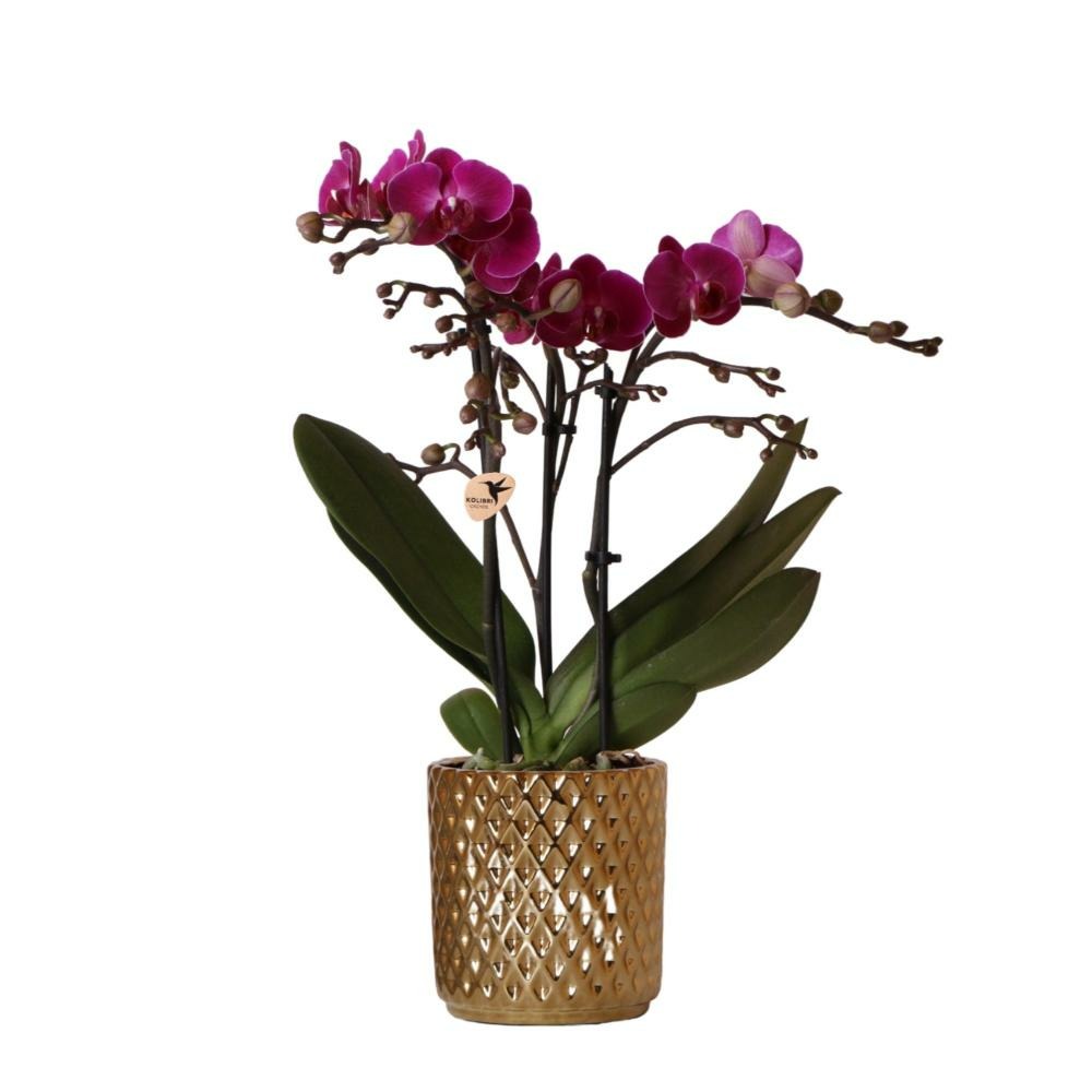 Plante d'intérieur - orchidée pourpre - h35cm, ø9cm - plante d'intérieur 35cm
