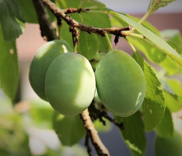 Bio Zwetschge 'Oullins Reneklode'