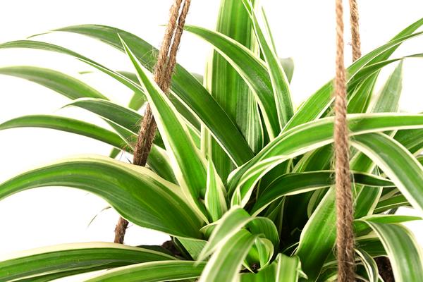 Kokodama-Ampel Grünlilie - Chlorophytum