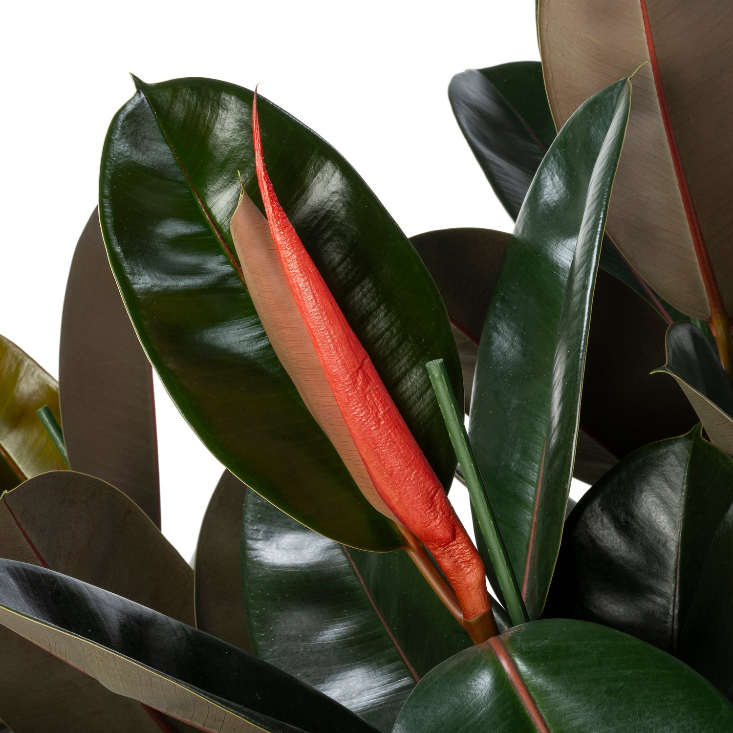 Rubberboom (Ficus elastica 'Abidjan') D 30 H 120 cm