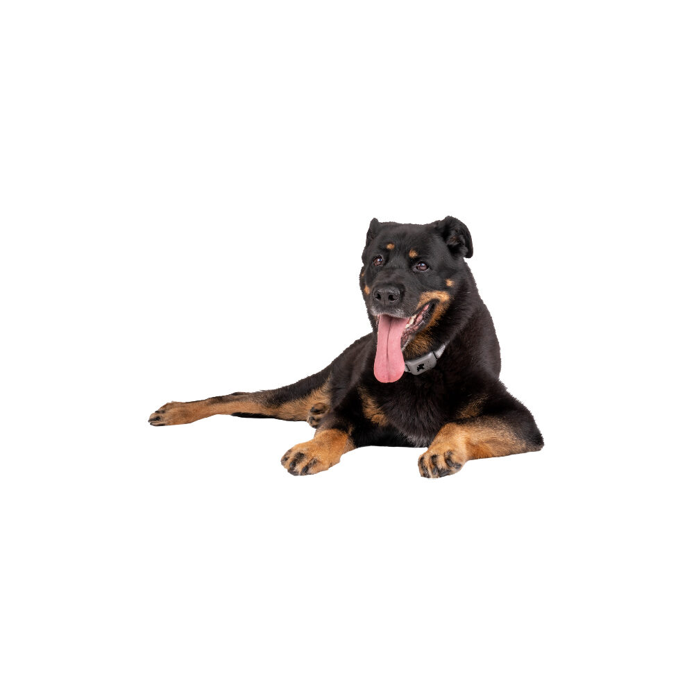 Pavlov Digitale Anti-blaf halsband